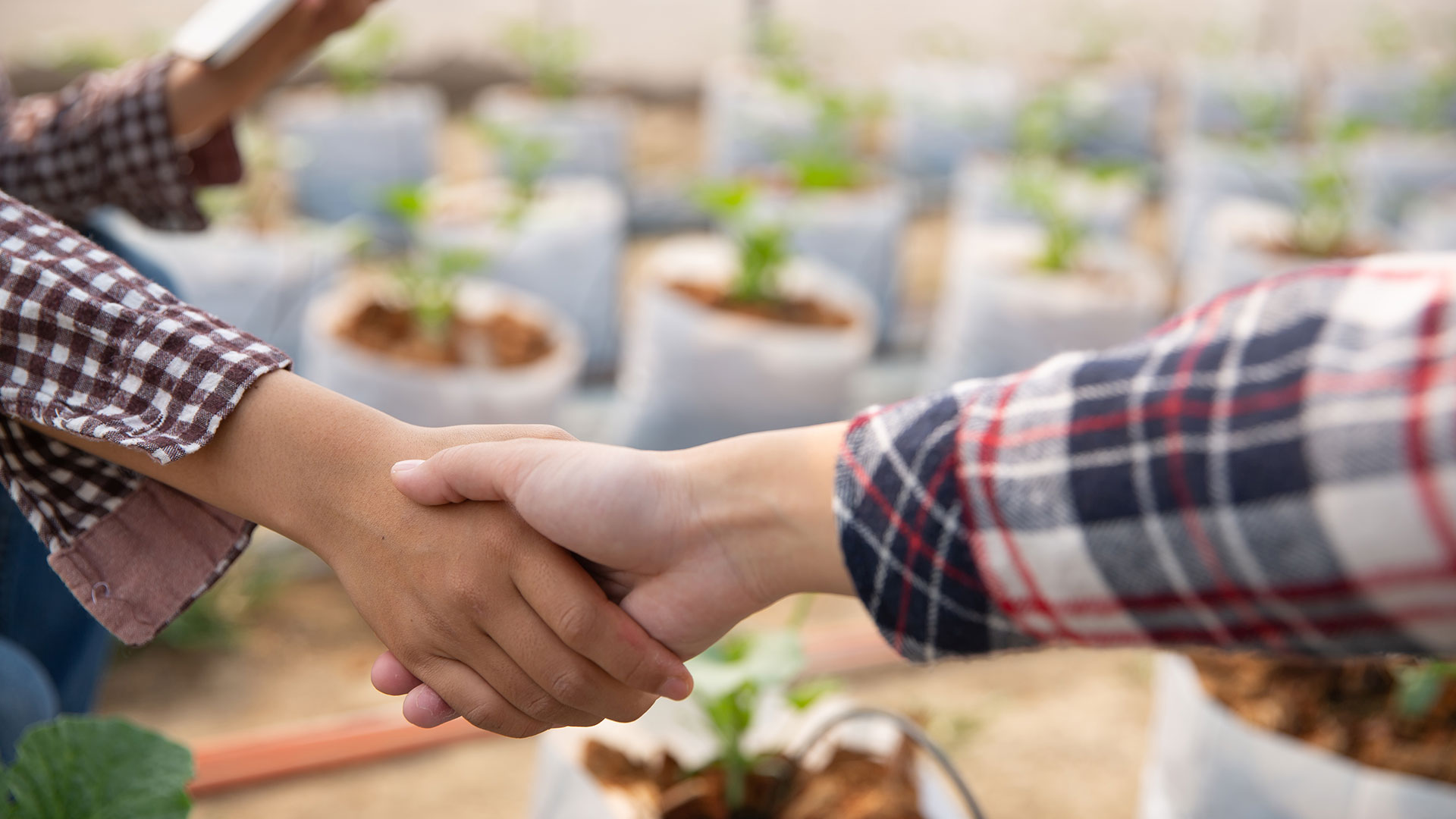 business-agreement-shaking-hands-melon-plantation