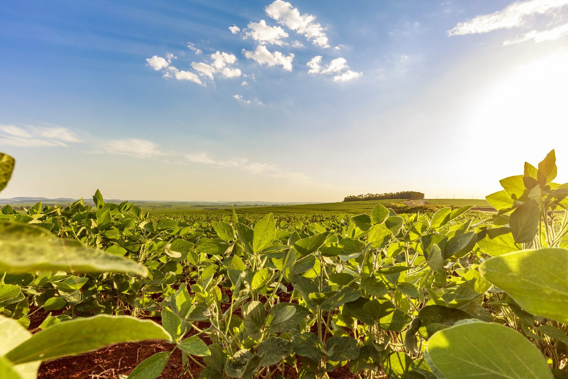 Soybean field in a sunny day. Agricultural scene.